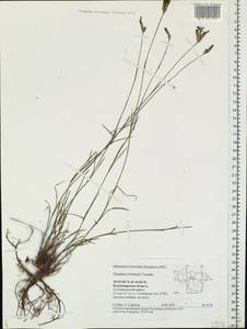 Dianthus borbasii, Eastern Europe, Central region (E4) (Russia)