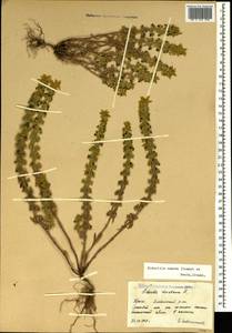 Sideritis montana subsp. montana, Crimea (KRYM) (Russia)