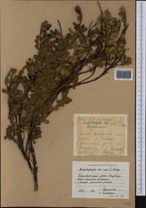 Arctostaphylos uva-ursi (L.) Spreng., Siberia, Russian Far East (S6) (Russia)