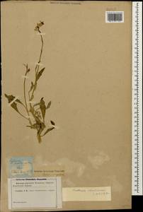 Matthiola odoratissima (Pall. ex M.Bieb.) W.T. Aiton, Caucasus (no precise locality) (K0)