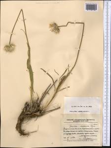 Jurinea kokanica Iljin, Middle Asia, Pamir & Pamiro-Alai (M2) (Tajikistan)