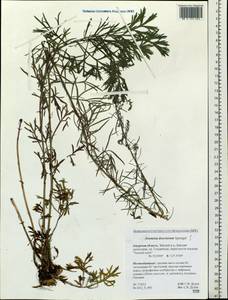 Artemisia desertorum Spreng., Siberia, Russian Far East (S6) (Russia)