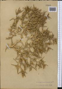 Halimocnemis mollissima Bunge, Middle Asia, Kopet Dag, Badkhyz, Small & Great Balkhan (M1) (Turkmenistan)