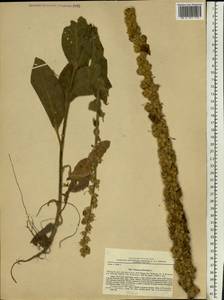 Verbascum phlomoides L., Eastern Europe, North Ukrainian region (E11) (Ukraine)