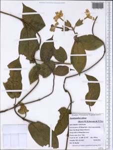 Jasminanthes pilosa (Kerr) W. D. Stevens & P. T. Li, South Asia, South Asia (Asia outside ex-Soviet states and Mongolia) (ASIA) (Vietnam)