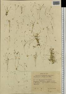 Androsace filiformis Retz., Siberia, Chukotka & Kamchatka (S7) (Russia)