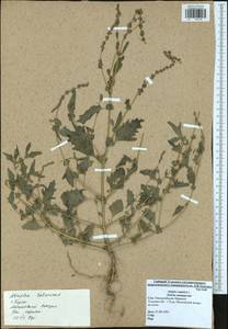 Atriplex tatarica L., Eastern Europe, Central region (E4) (Russia)