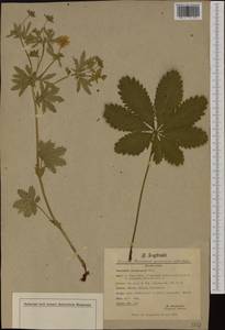 Potentilla thuringiaca Bernh. ex Link, Western Europe (EUR) (Switzerland)