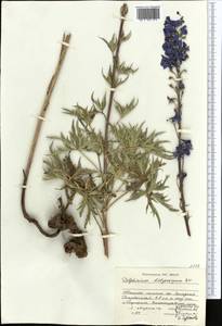 Delphinium dictyocarpum DC., Middle Asia, Dzungarian Alatau & Tarbagatai (M5) (Kazakhstan)