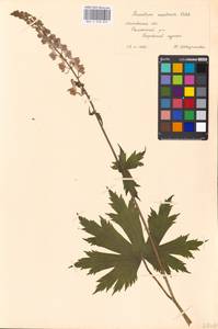 Aconitum septentrionale Koelle, Eastern Europe, Moscow region (E4a) (Russia)