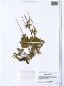 Anemonastrum narcissiflorum subsp. crinitum (Juz.) Raus, Siberia, Baikal & Transbaikal region (S4) (Russia)