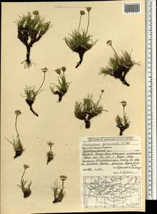 Arctogeron gramineum (L.) DC., Mongolia (MONG) (Mongolia)