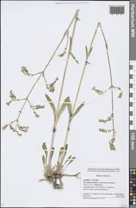 Silene nutans L., Eastern Europe, Central region (E4) (Russia)