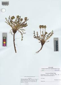 Taraxacum officinale Weber ex Wiggins, Siberia, Altai & Sayany Mountains (S2) (Russia)