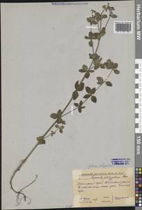 Galium platygalium (Maxim.) Pobed., Siberia, Russian Far East (S6) (Russia)