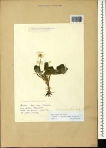 Ficaria calthifolia Rchb., Caucasus, Black Sea Shore (from Novorossiysk to Adler) (K3) (Russia)