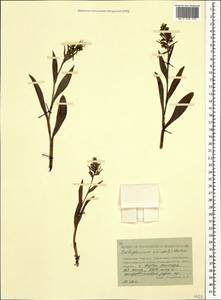 Dactylorhiza viridis (L.) R.M.Bateman, Pridgeon & M.W.Chase, Caucasus, Stavropol Krai, Karachay-Cherkessia & Kabardino-Balkaria (K1b) (Russia)