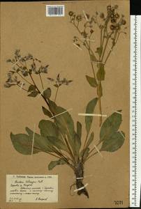 Rindera tetraspis (Pall.) L'Hér. ex DC. & A. DC., Eastern Europe, Lower Volga region (E9) (Russia)
