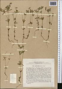 Asperula setosa Jaub. & Spach, Middle Asia, Western Tian Shan & Karatau (M3) (Kazakhstan)