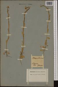 Mummenhoffia alliacea (L.) Esmailbegi & Al-Shehbaz, Western Europe (EUR) (Austria)