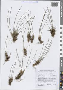 Trichophorum cespitosum (L.) Hartm., Western Europe (EUR) (Spain)
