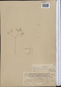 Euphorbia inderiensis Less. ex Kar. & Kir., Middle Asia, Muyunkumy, Balkhash & Betpak-Dala (M9) (Kazakhstan)