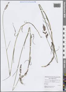 Poa compressa L., Eastern Europe, North-Western region (E2) (Russia)