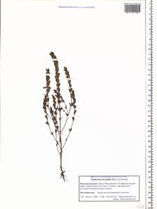 Euphrasia ×vernalis List, Siberia, Western Siberia (S1) (Russia)