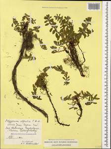 Polygonum cognatum subsp. cognatum, Caucasus, Dagestan (K2) (Russia)