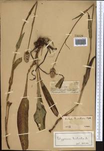 Bistorta elliptica (Willd. ex Spreng.) Kom., Middle Asia, Dzungarian Alatau & Tarbagatai (M5) (Kazakhstan)