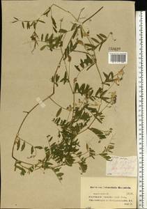 Vicia biennis L., Eastern Europe, Middle Volga region (E8) (Russia)