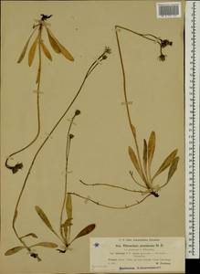 Pilosella prussica (Nägeli & Peter) Soják, Eastern Europe, North-Western region (E2) (Russia)