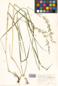 Arrhenatherum elatius (L.) P.Beauv. ex J.Presl & C.Presl., Eastern Europe, Moscow region (E4a) (Russia)