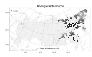 Koenigia tripterocarpa (A. Gray) T. M. Schust. & Reveal, Atlas of the Russian Flora (FLORUS) (Russia)