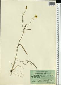 Ranunculus illyricus L., Eastern Europe, North Ukrainian region (E11) (Ukraine)