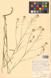 Sisymbrium polymorphum (Murray) Roth, Eastern Europe, Lower Volga region (E9) (Russia)