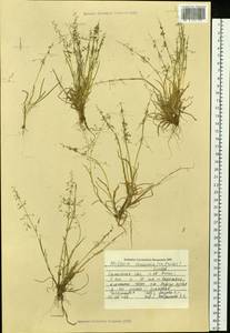 Phippsia concinna (Th.Fr.) Lindeb., Siberia, Western Siberia (S1) (Russia)