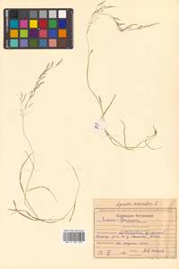 Agrostis stolonifera L., Siberia, Russian Far East (S6) (Russia)