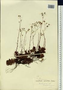 Saxifraga bronchialis subsp. bronchialis, Siberia, Baikal & Transbaikal region (S4) (Russia)