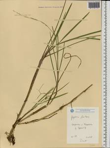 Glyceria fluitans (L.) R.Br., Eastern Europe, Volga-Kama region (E7) (Russia)
