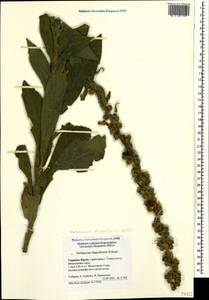 Verbascum densiflorum Bertol., Crimea (KRYM) (Russia)