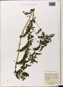 Vicia abbreviata Spreng., Caucasus, Krasnodar Krai & Adygea (K1a) (Russia)