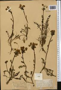 Pedicularis rhinanthoides, Middle Asia, Dzungarian Alatau & Tarbagatai (M5) (Kazakhstan)