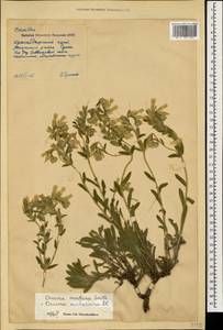 Onosma montana Sm., Caucasus, Krasnodar Krai & Adygea (K1a) (Russia)