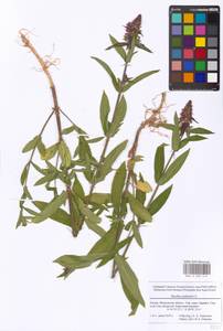 Stachys palustris L., Eastern Europe, Moscow region (E4a) (Russia)