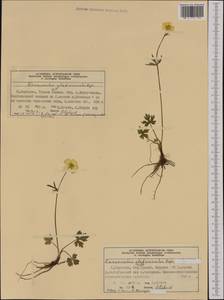 Ranunculus propinquus subsp. glabriusculus (Rupr.) Kuvaev, Western Europe (EUR) (Norway)