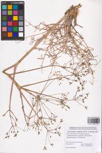 Eriosynaphe longifolia (Fisch. ex Spreng.) DC., Eastern Europe, Lower Volga region (E9) (Russia)
