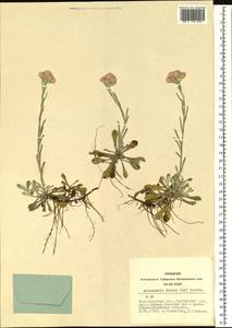 Antennaria dioica (L.) Gaertn., Siberia, Western Siberia (S1) (Russia)