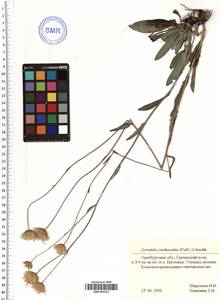 Klasea cardunculus (Pall.) Holub, Eastern Europe, Eastern region (E10) (Russia)