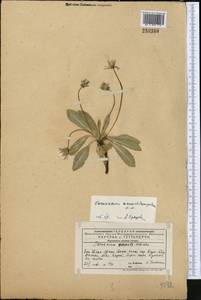 Taraxacum monochlamydeum Hand.-Mazz., Middle Asia, Western Tian Shan & Karatau (M3) (Kazakhstan)